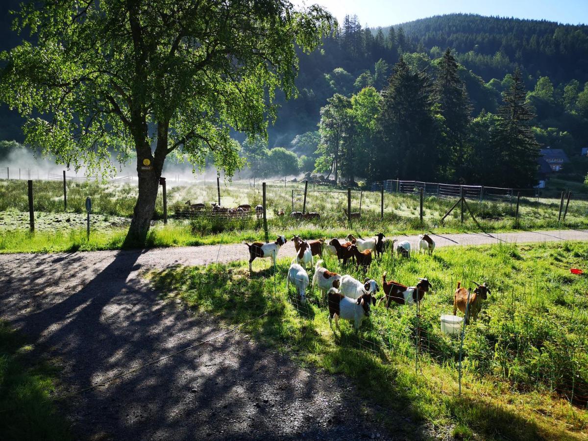 B1 Albmatte-Fewo Sauna, Hallenbad Aussenbecken Massagen Nebenan เมนเซนชวานด์ ภายนอก รูปภาพ