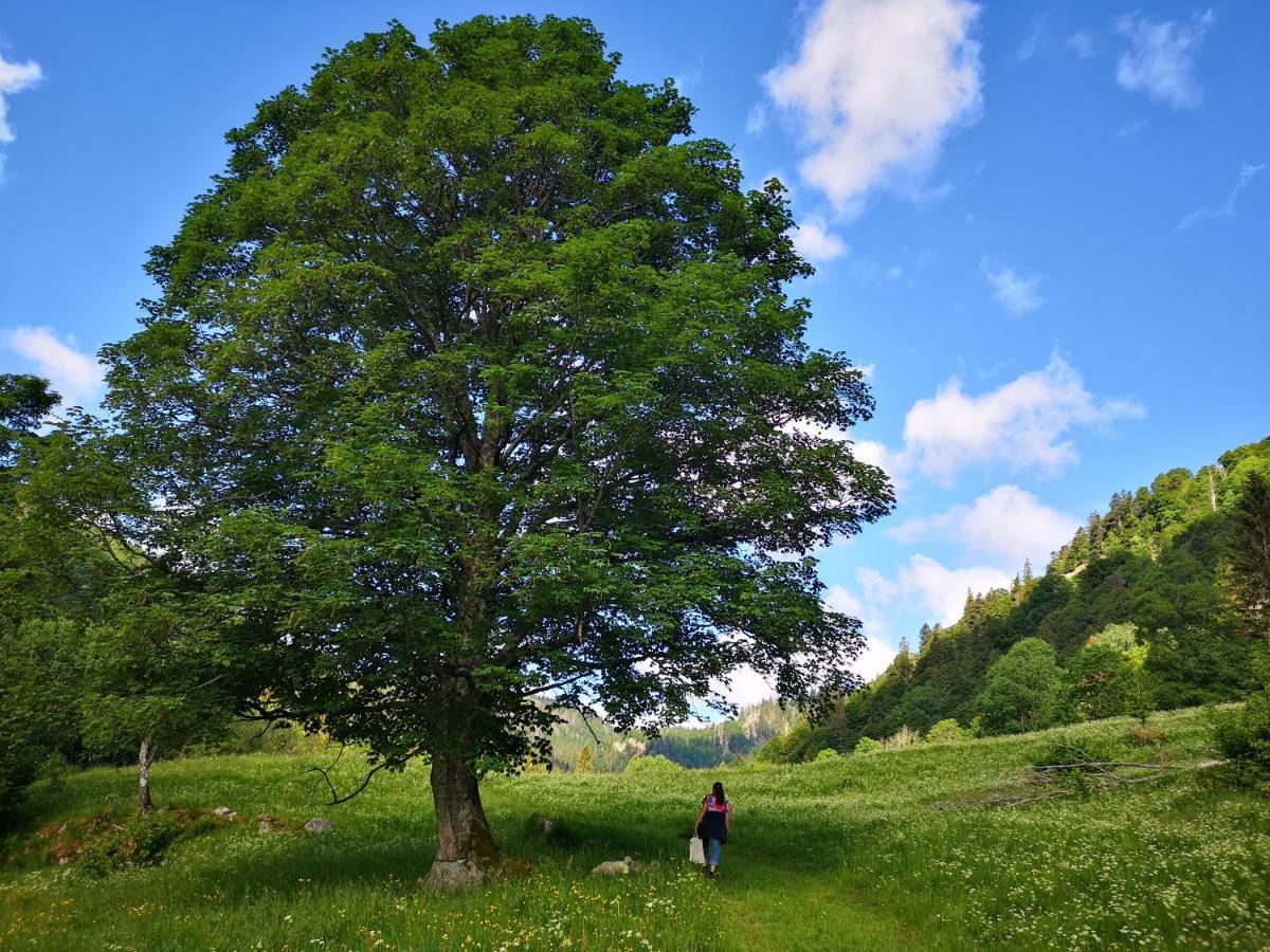 B1 Albmatte-Fewo Sauna, Hallenbad Aussenbecken Massagen Nebenan เมนเซนชวานด์ ภายนอก รูปภาพ